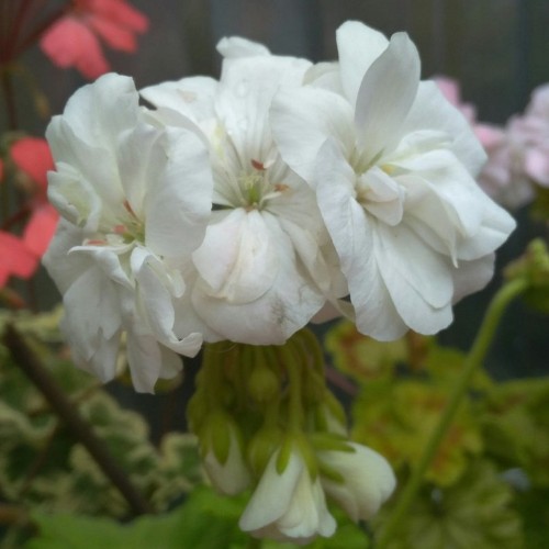 Pelargonium 'White Butterfly' - Pelargoon Pelargonium 'White Butterfly' P9/0,55L